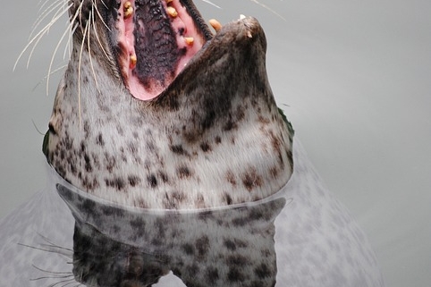 Advantages of buying soft toys for your child