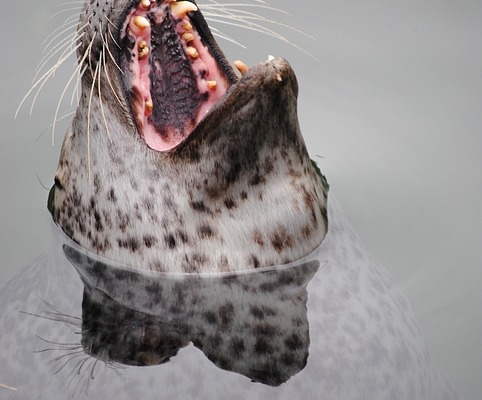 Advantages of buying soft toys for your child