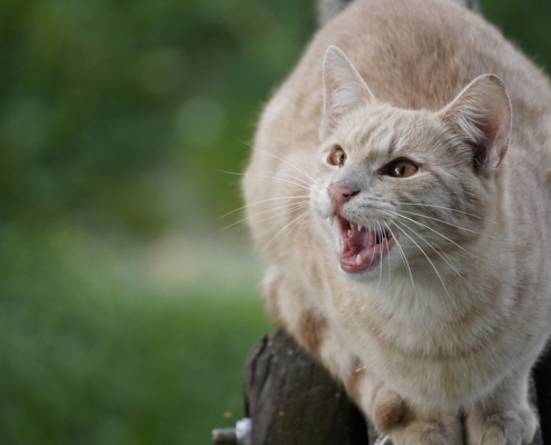 The social effects caused by the phone and the mobile phone on society