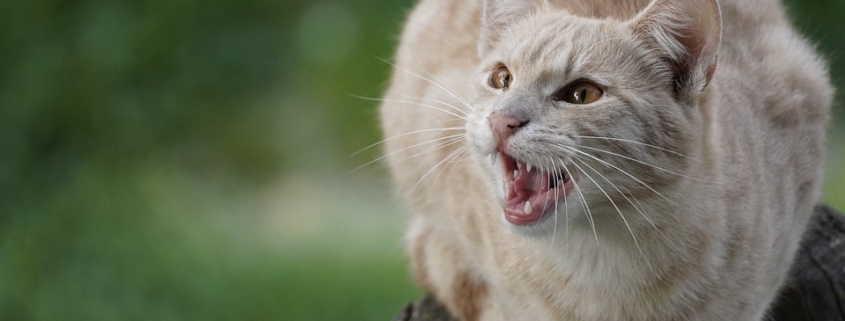 The social effects caused by the phone and the mobile phone on society